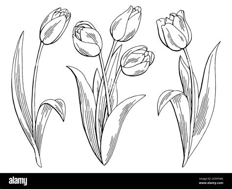 tulip outline|Tulip Outline PNG Transparent Images Free。